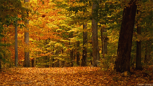 Fall animated